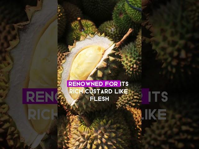 The durian is known as the king of fruits and has a strong odor