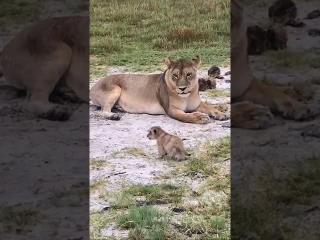 Baby Lion Roars | Lion Cub Roaring | (@Duncsgray/IG)