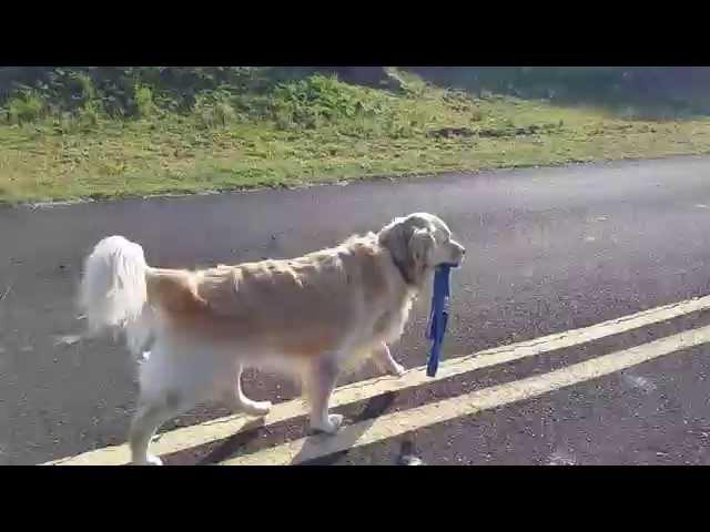 Cute Dog Walking Himself & Carrying Leash In Mouth - Kohala Coast, Big Island, Hawaii