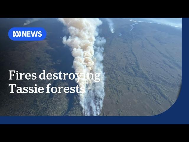 The fight to save Tasmania's wilderness from bushfires | ABC News