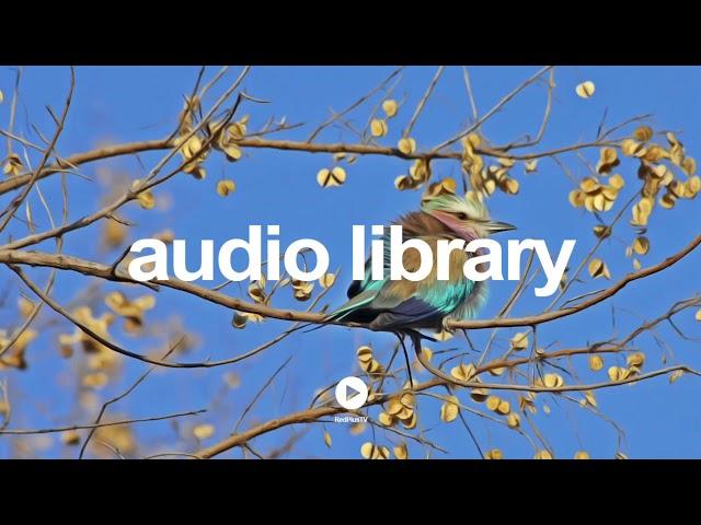 Palmtrees - The Brothers Records | No Copyright Music YouTube - Free Audio Library