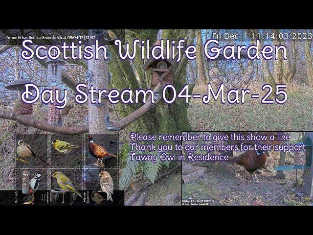 Day Stream March 4th 2025 | Bird Feeders, Wildlife Cameras Scotland UK from SWG