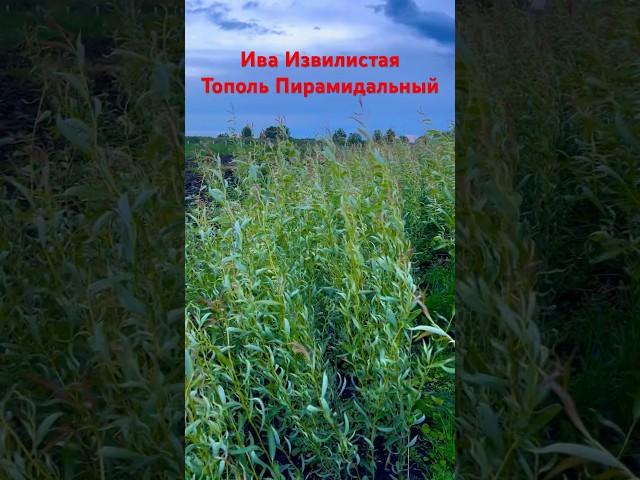 Ива Извилистая и Тополь Пирамидальный -годовалые #саженцы на Доращивание и Лесоветрозащиту Осень 23г