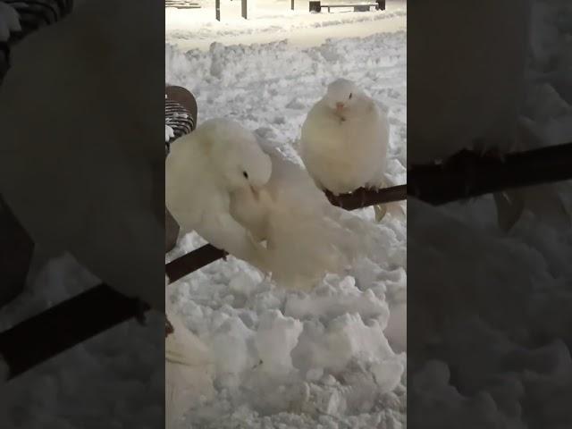 White and fluffy  (Белые и пушистые)️