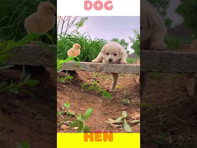 Dog vs Hen #funny #comedy #memes #shortsfeed #puppy