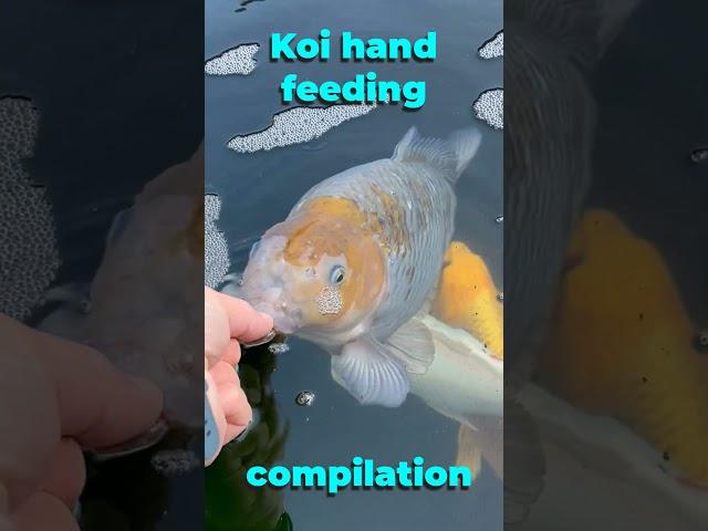 Hungry koi carp hand feeding compilation. Nom nom suck slurp. Featuring greedy Chagoi and kujaku.