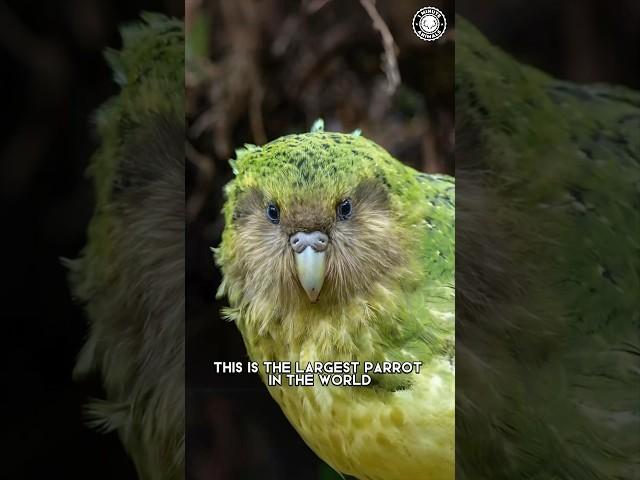 Kakapo  The Largest Parrot in the World!