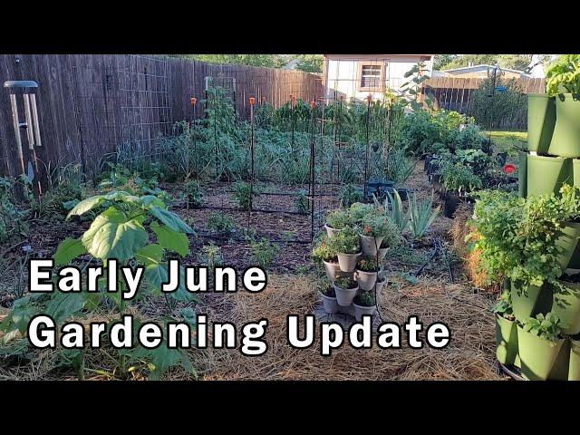 Early June Gardening Update - Lots of Growth Going On Right Now