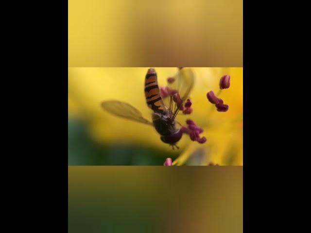 nature | fly | hover fly | insect | beautiful scenery | relaxing clip | forest | EP1 | ️️