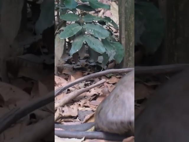 #primatelove #babymonkey #pongo #primate #babyprimate #wildlife #primiatemonkey #babyanimal #cute