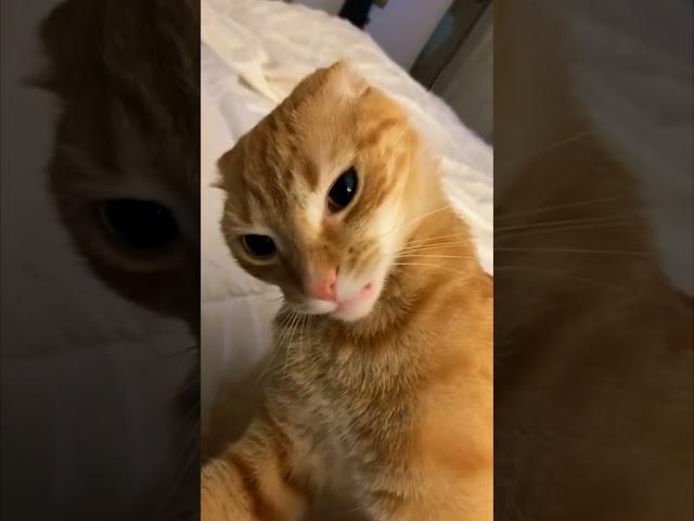 Part 1: Cats aura+10000 #viralvideo #viralshorts #cat #aura #sigma #cute #funny #foryou #4u #reels