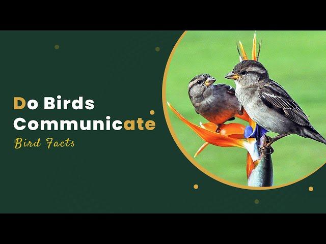 Do Birds Communicate Like Humans Do?