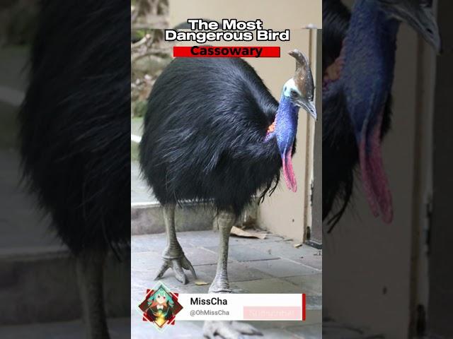 CASSOWARY | Reference Theory #phobies