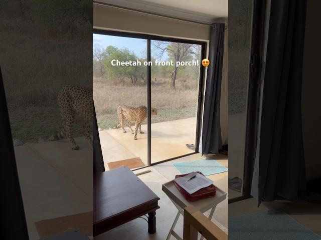 When you live in a game reserve  #thisisafrica #lifeinthebush #fieldguide #cheetah #bigcats