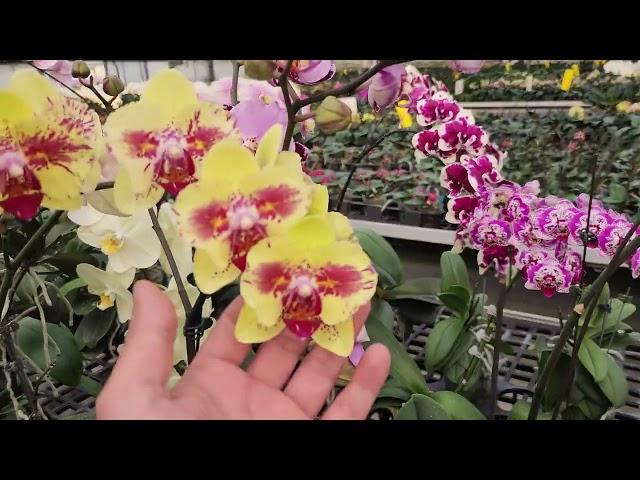 ОрхоРай в гостях у FM orchids!