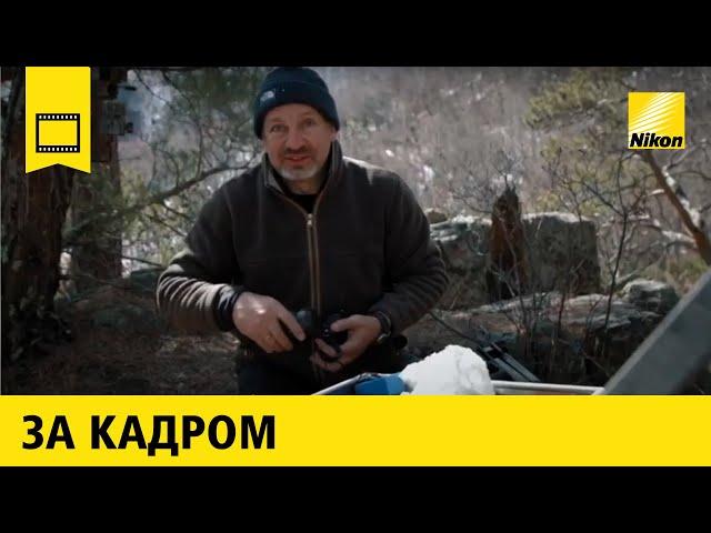 За кадром: Сергей Горшков | В поисках дальневосточного леопарда и амурского тигра