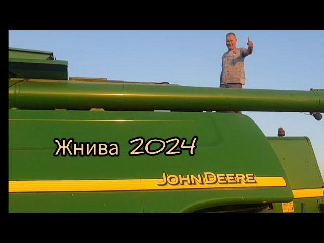 Жнива пщениці 2024