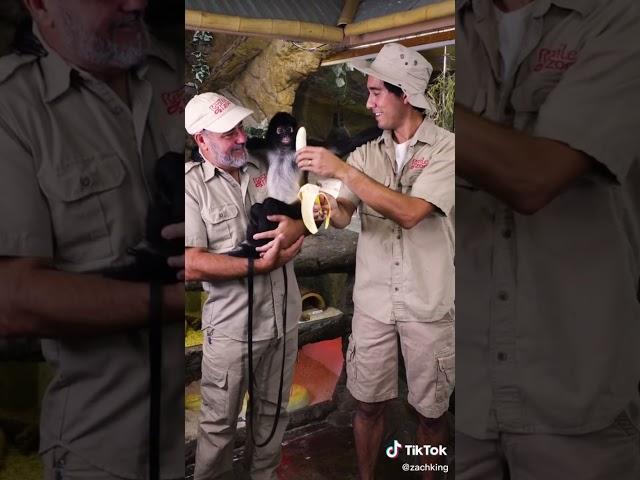 Zach King - Zookeeping w/ @jayprehistoricpets  - #shorts #tiktok