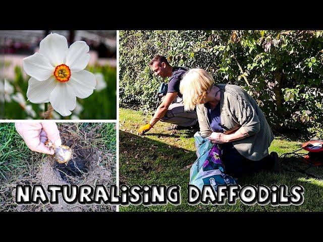 Naturalising Daffodils in Grass in a Difficult, Stony Place