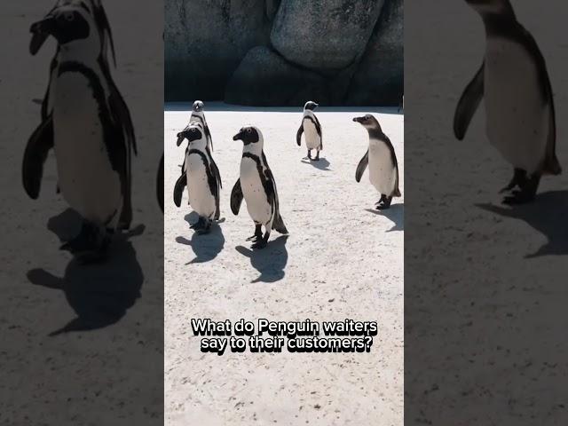 Penguins can SPEAKWhat! #dadjokes #funny #funnyvideo #hahahub #viralvideo #lamejoke #viral