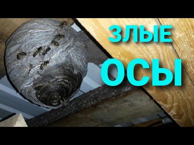 Как уничтожить осиное гнездо за 5 секунд.