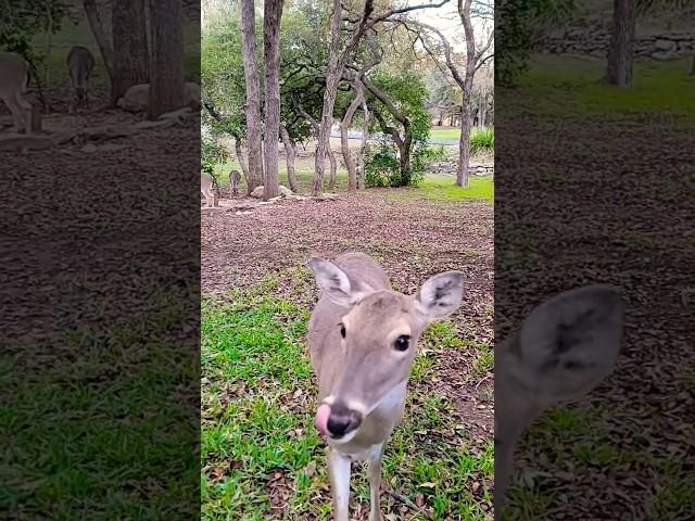 PRETTY DEER SNEEZES AGAIN #deer #funnyanimals #cuteanimals #serenadawildlife