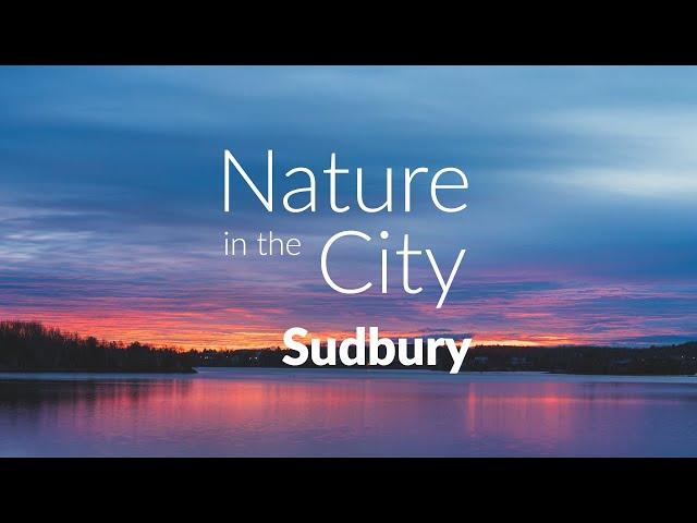 Nature in the City: Sudbury in 4K