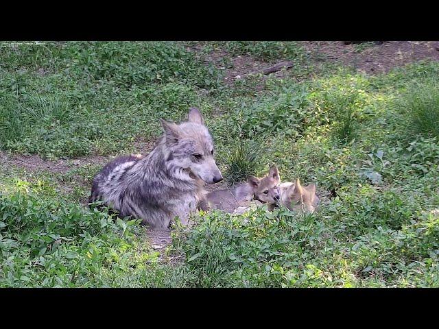 Wolf Fatherly Love