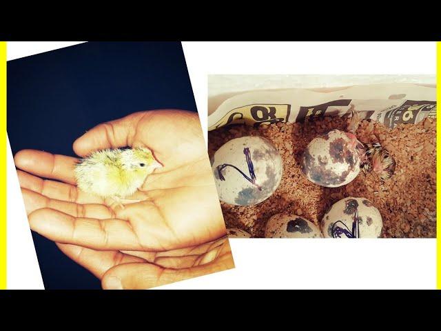 Quail  egg hatching in home incubator Tamil |GV pets Tamil