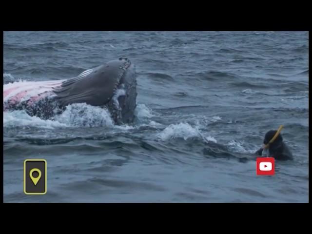 Касатка чуть не съела водолаза / Killer Whale almost ate diver