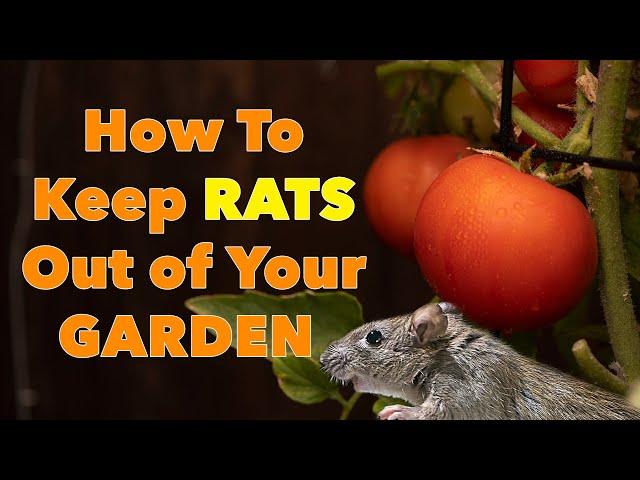 Keep Rats Out of Your Garden