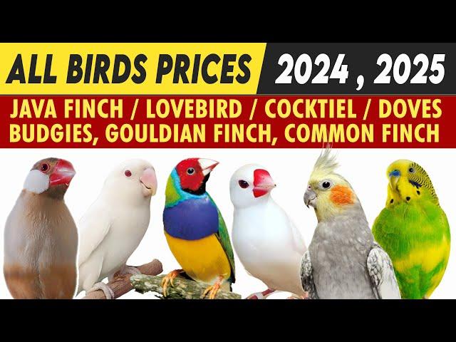 All birds price in Pakistan 2024 | lovebird | java | Cockatiel | finch | dove |  new rates