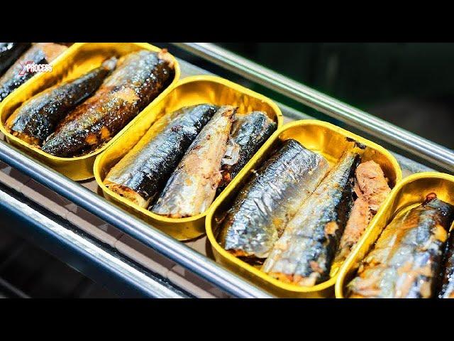 How Millions of Sardines Are Perfectly Processed and Canned! A Look Behind The Scenes