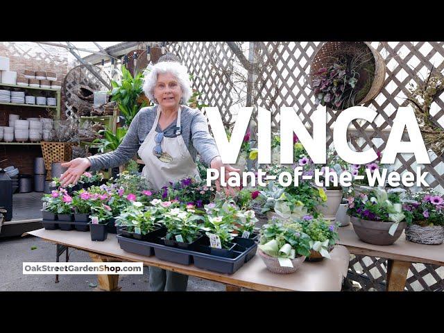 When You Should Plant Vincas (Periwinkles)