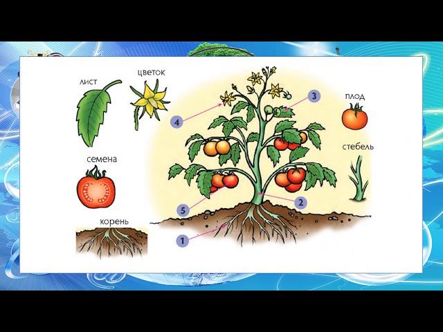 Естествознание тема "растения и части растений"