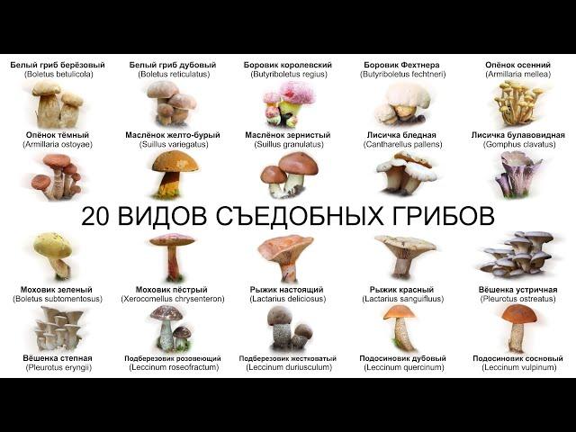 20 ВИДОВ СЪЕДОБНЫХ ГРИБОВ (ЧАСТЬ 2) Собирайте только те грибы в которых вы на 100%  уверены