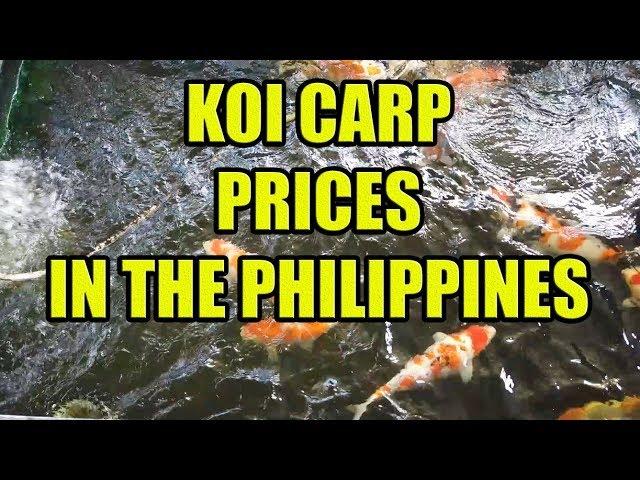 Koi Carp Prices In The Philippines.