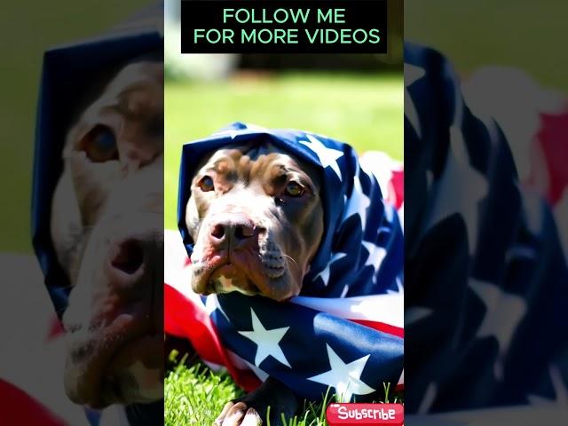 Pit bull puppy, wrapped snugly in a vibrant American flag, gazing up with hopeful yet