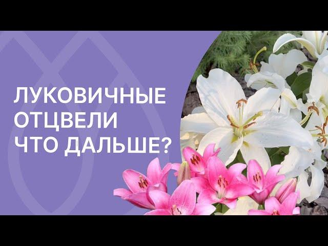 Уход за лилиями после цветения!