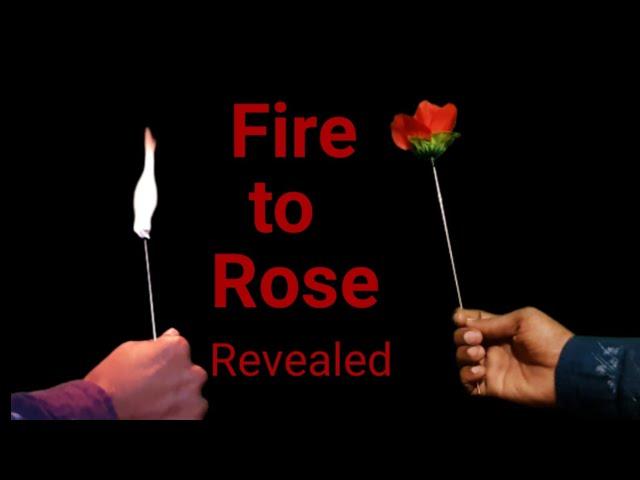 Fire into Rose revealed