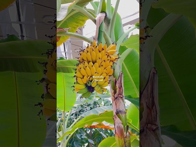 Banana plants in under the roof #banana #plants