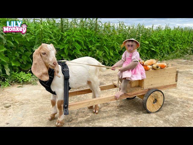 Monkey Lily helps dad take the goat to harvest corn