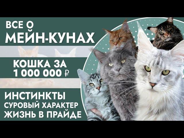 Все о мейн-кунах / Кошка за 1 000 000 / Сколько стоят котята / Грозный взгляд – добрый характер