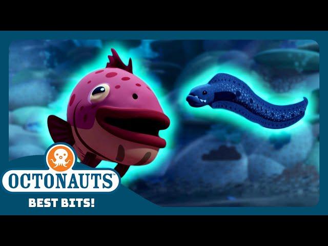 @Octonauts -  The Grouper Fish and Eels Agree to a Co-operative Hunt! 🪱 | Season 4 | Best Bits!