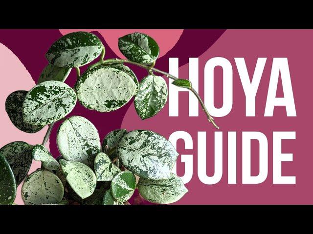 Debunking hoya myths | Advanced hoya care guide 2024