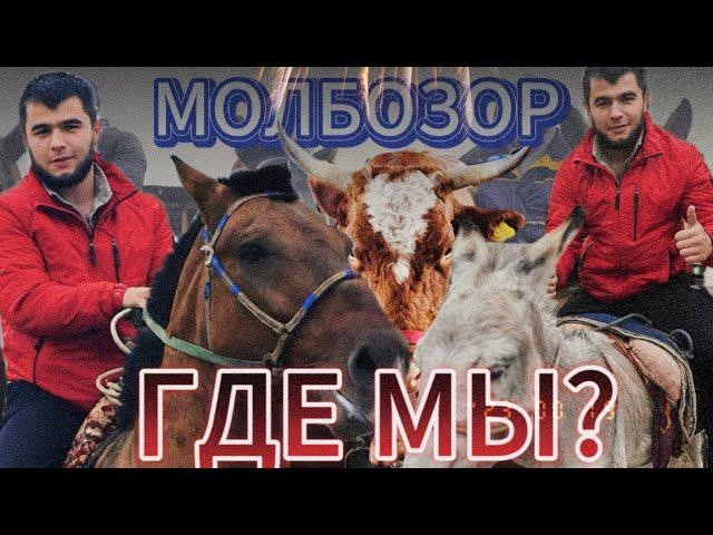 БОЛЬШИЕ БЫКИ, КИШКАРЫ,МОЛБОЗОР ЦЕНЫ на скот #молбозор #cow #быки #бараны #крс  #ангус #bulls #shorts