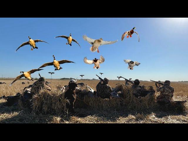 Waterfowl Hunting In A Wheat Field!