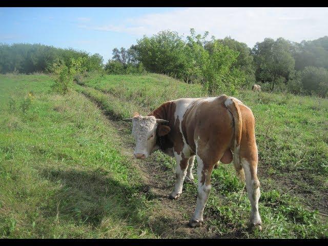 Наши большие бычки: прощание