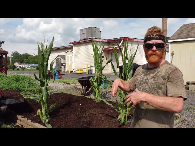 How to build a NO TILL, NO DIG GARDEN bed |Part 1 @ the Arrowhead Restaurant|Stewpendous Growth|