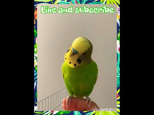 Budgie amazing calling sound to make him happy!!!